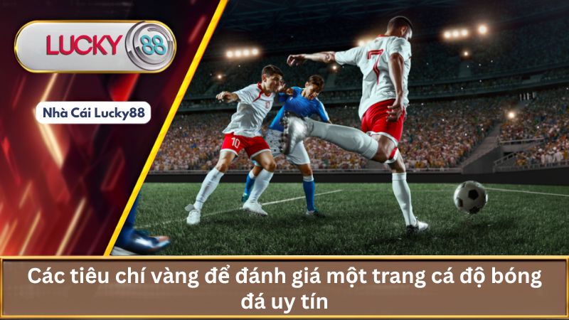 Các tiêu chí vàng để đánh giá một trang cá độ bóng đá uy tín