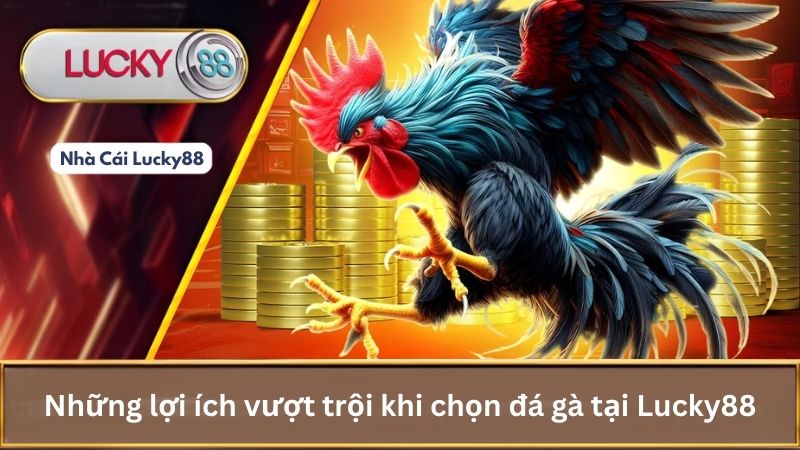 Những lợi ích vượt trội khi chọn đá gà tại Lucky88